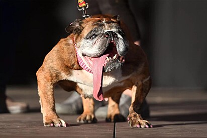 Zsa Zsa foi eleita a cachorra mais feia do mundo em 2018.
