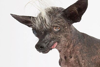 Sweepee Rambo foi eleito o cachorro mais feio do mundo em 2016.