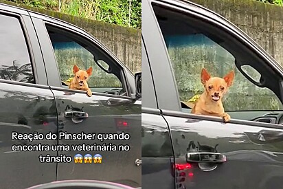 Cachorro fica revoltado ao encontrar veterinária no trânsito. 