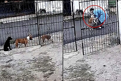Cachorros da raça pitbull fogem pelo portão e vizinha resolve tomar atitude
