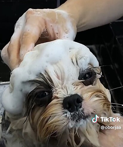 O cão no processo de banho.