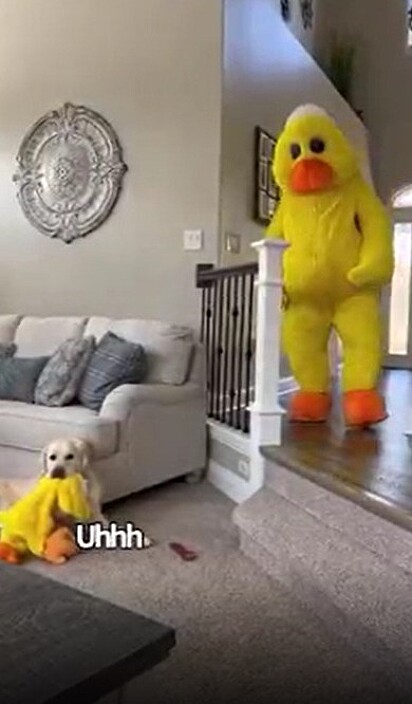 O cão ficou eufórico quando viu seu dono vestido com a fantasia do seu brinquedo favorito.