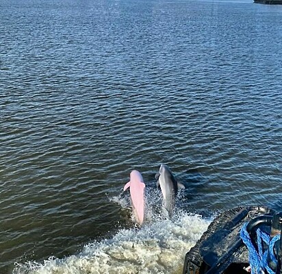 Um golfinho cinza, de coloração normal, nadando ao lado de um cor-de-rosa.