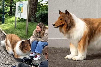O homem que virou cachorro decidiu passear na rua e filmar as reações das pessoas e demais pets.