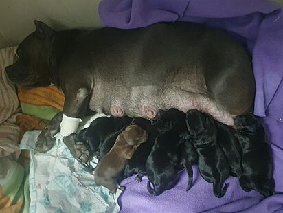 Zara deu à luz nove filhotes.