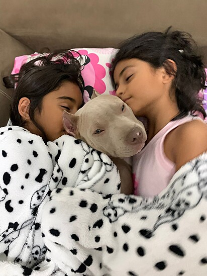 O pitbull dormindo junto com as crianças da família.