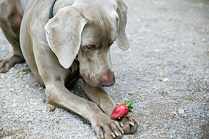 Cães podem comer morangos desde que alguns cuidados sejam tomados. 