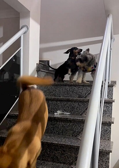 Os cães na escada, fugindo da bronca.