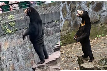 Zoológico chinês se explica após polêmica com urso.