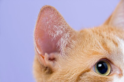 Movimentação das orelhas compõe parte da linguagem não verbal dos gatos. 
