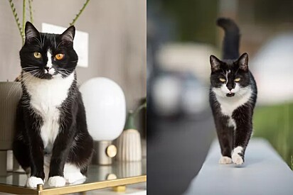 Raças de gatos que podem ter colocração preta e branca.