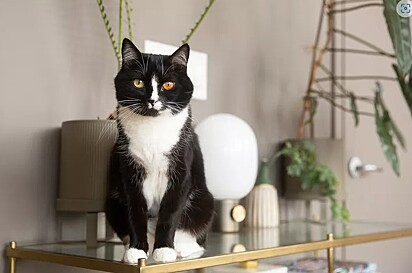 Foto de uma gato sem raça definida nas cores branco e preto.