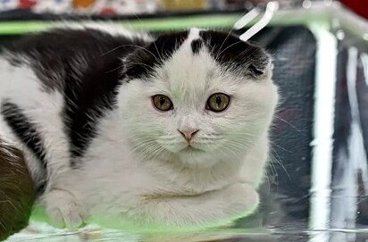 Foto de gatinho da raça dobra escocesa branco e preto.