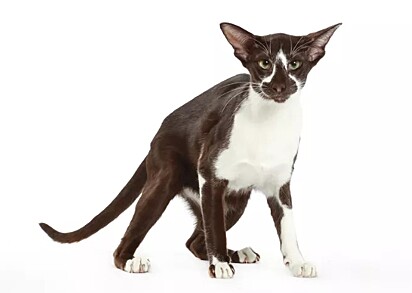 Foto de gato oriental shorthair. Cor preto e branco.