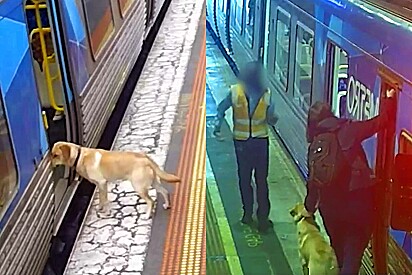 Câmera de monitoramento flagra momento em que o cão entra sozinho no trem; equipe o resgata para devolvê-lo à família.