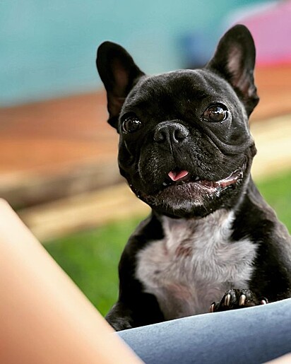 A cachorrinha da raça bulldog francesa Maggie Verônica ficou suspensa da creche por 15 dias. 