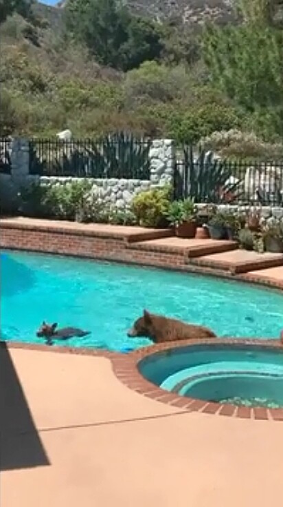 Mamãe ursa e seu filhote são vistos nadando em piscina.