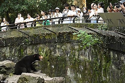 Multidão visita suposto urso falso no zoológico da China. Zoológico afirma que o animal é real e se trata de um urso-do-sol da Malásia.