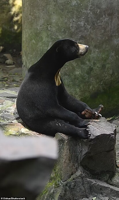 Muitos visitantes e internautas questionaram se o urso do zoológico chinês era um humano fantasiado.
