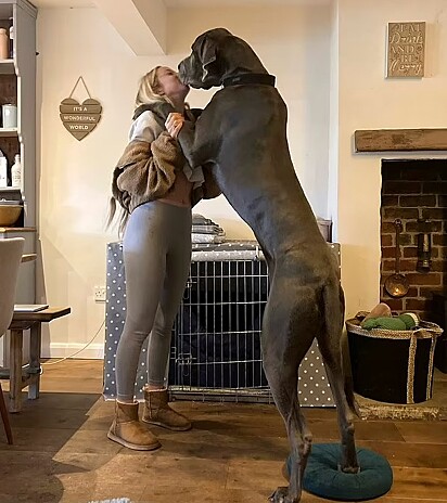 O cachorro da raça dogue alemão é mais alto que a mulher.