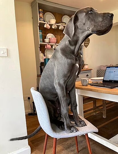 O cachorro enorme tem 63,5 kg.