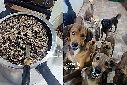 Cachorros da rua aguardam ansiosamente comida que homem prepara para eles diarimente.