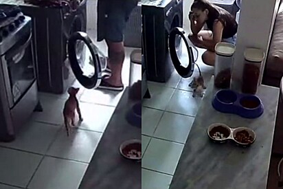 Gato entra máquina de lavar sem família perceber. 