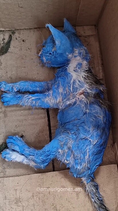 O corpo da gata tinha tinta óleo azul.