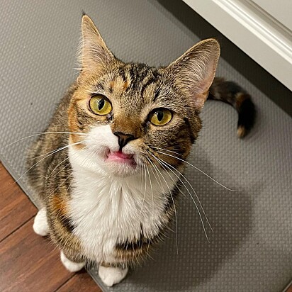 Precious é uma preciosa gata sem os dentinhos.