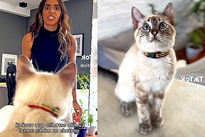 No vídeo engraçado, a jovem recriou com seu gato uma cena da novela Avenida Brasil.