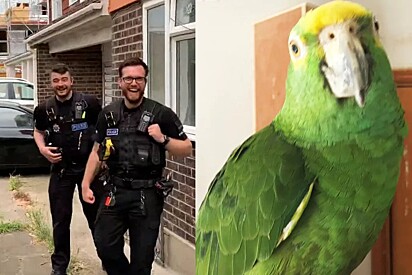 Papagaio Freddie enganou a polícia de Essex, na Inglaterra. 