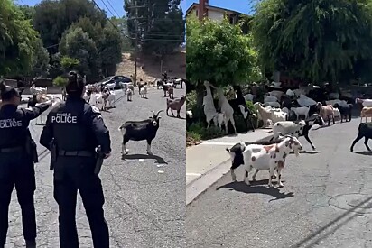 Rebanho de cabras toma conta de bairro e deixa polícia impotente.
