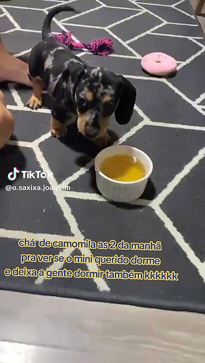 O cachorro tomando chá de camomila.