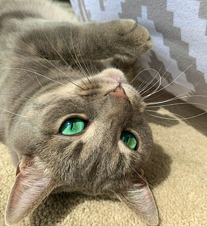 A gata Fiona tem olhos cor de esmeralda. 
