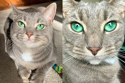 Gata tem olhos verdes que parecem esmeralda.