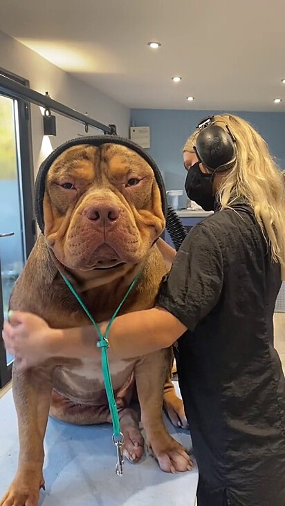Cachorro gigante tomando banho no pet shop. Parece um pitbull gigante, mas é um cachorro da raça bully XL.
