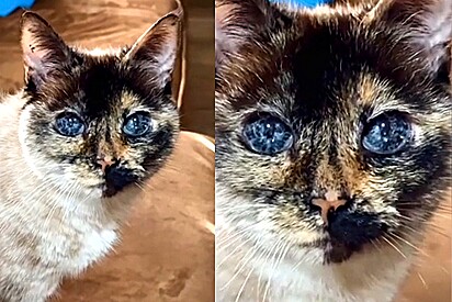 A gata de olhos de galáxia tem uma beleza única.