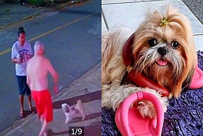 Homem confunde cachorrinho na rua achando ser seu pet e quase o leva para casa.