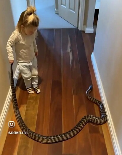 Ashlee brincava com as cobras grandes quando ainda usava fraldas. 