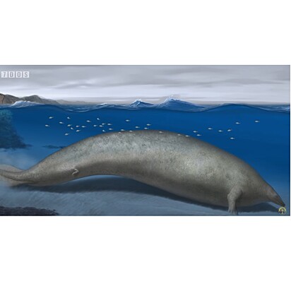Ilustração do que seria o animal mais pesado do mundo, a baleia colossal Perucetus Colossus, segundo afirmam os cientistas.