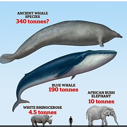 Gráfico comparando o tamanho do Perucetus Colossus com a baleia azul.