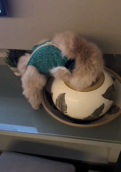 A gata entrando dentro do vaso de cerâmica.