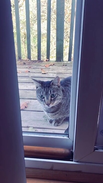 Gato misterioso fica parado na porta de Jamey. 