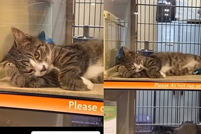 Veja como está atualmente o gato depressivo que foi filmado em gaiola de pet shop.