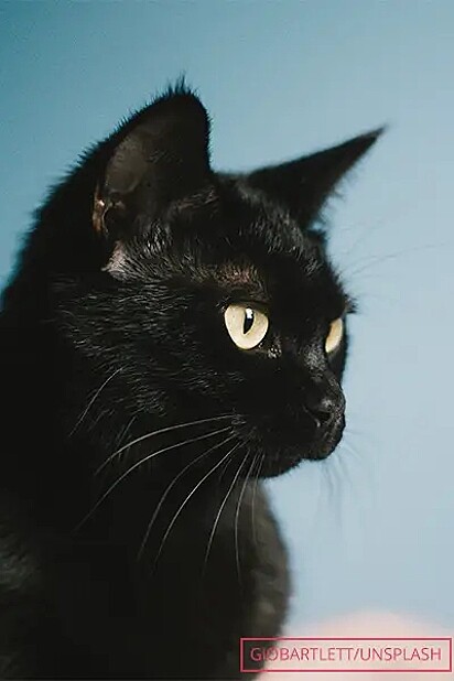 Imagem ilustrativa de um gato preto.