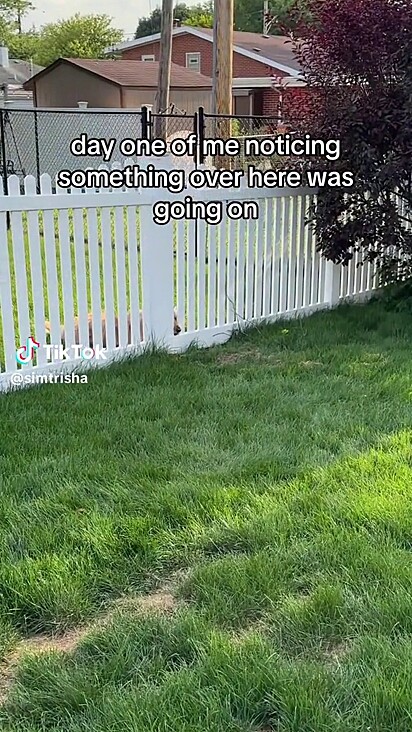 O cachorrinho do vizinho observando os coelhos.