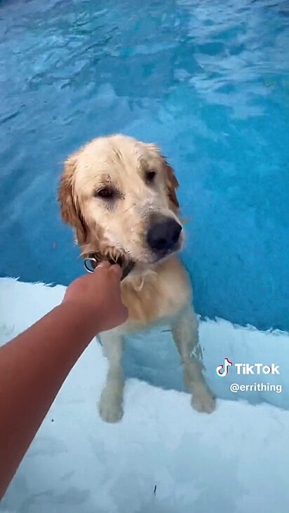 A tutora do cão tentando tirá-lo da água.