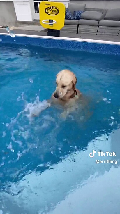 O pet se divertindo na água.
