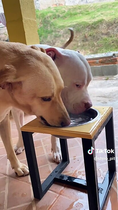 Os dois bebendo água na mesma tigela.