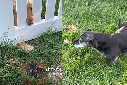  Uma mulher fica curiosa para descobrir o que seu cão e o cachorro do vizinho estão observando no quintal da casa. Ao se aproximar, ela fica incrédula com o que vê.